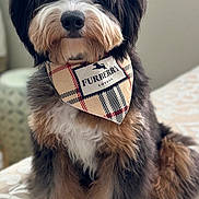Bentley joined the competition — help win amazing prizes! accessory, adorable, animal, bandana, black, brown, closeup, cute, dog, domestic, fashion, fluffy, fur, furry, indoor, mammal, pet, portrait, sitting, white