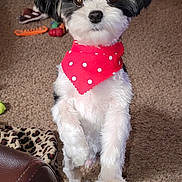 Cooper is registered to the contest to win money with this photo: animal, bandana, black_and_white, carpet, companion, cozy, curious, cute, dog, fluffy, furniture, indoor, living_room, paw, pet, polka_dot, red, small_dog, standing, toy