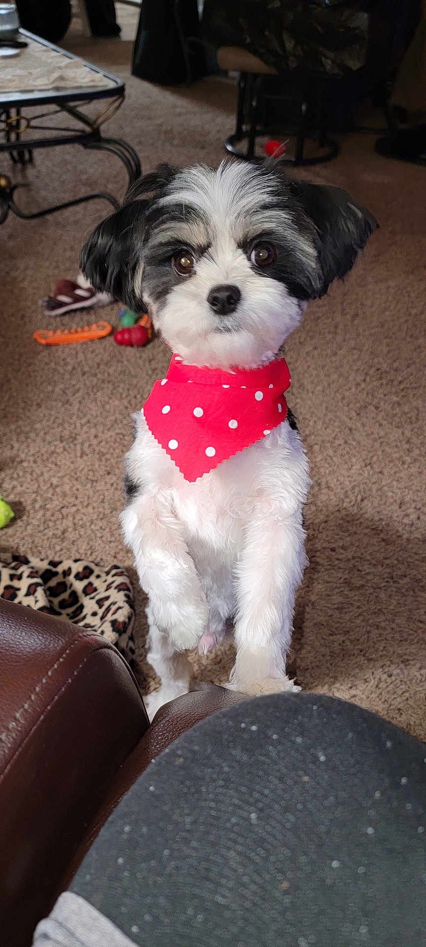 Cooper