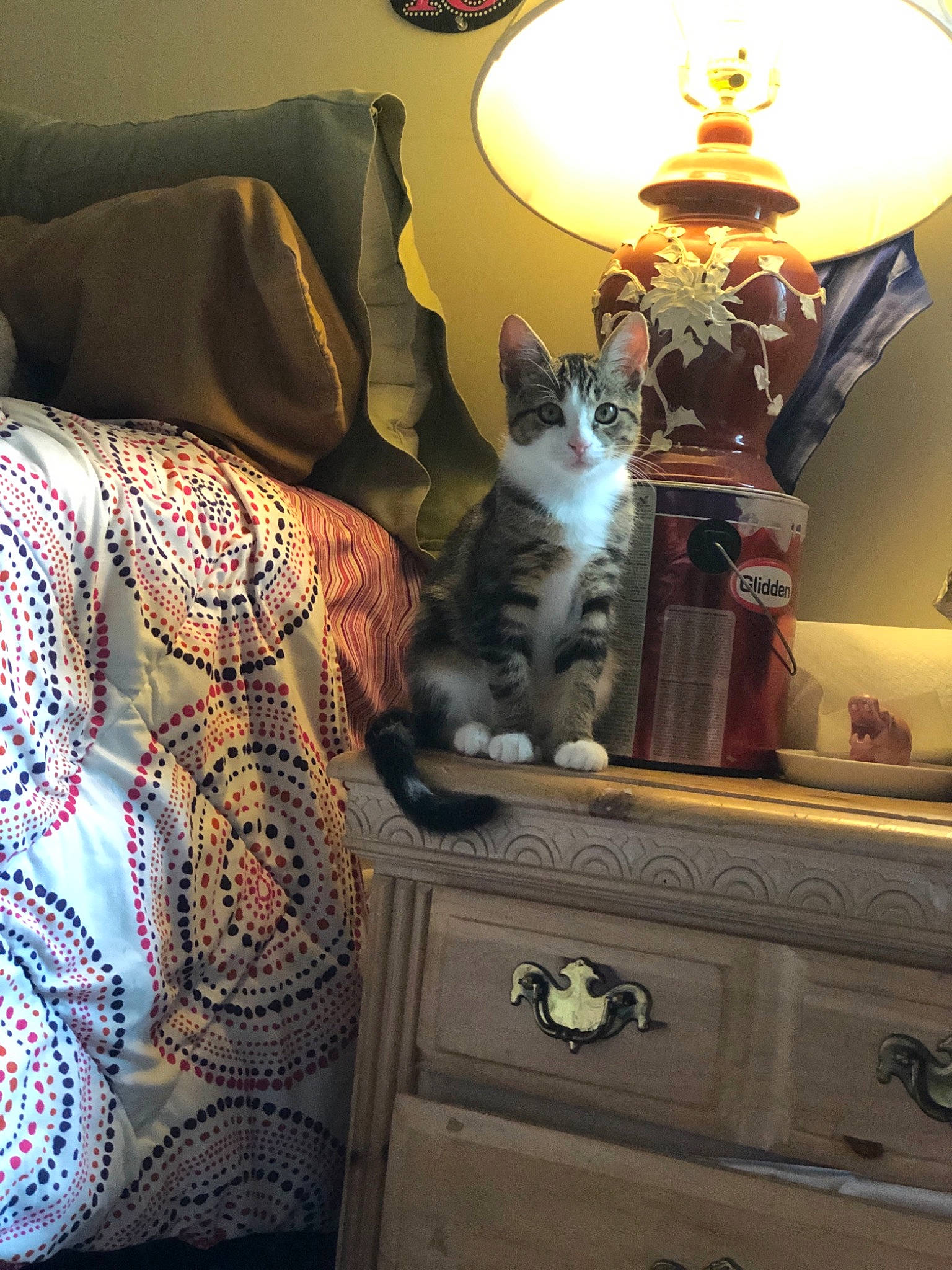 Jaz is registered to the contest to win money with this photo: cat, couch, felidae, furniture, interior_design, lamp, lampshade, lighting_accessory, room, small_to_medium_sized_cats, whiskers
