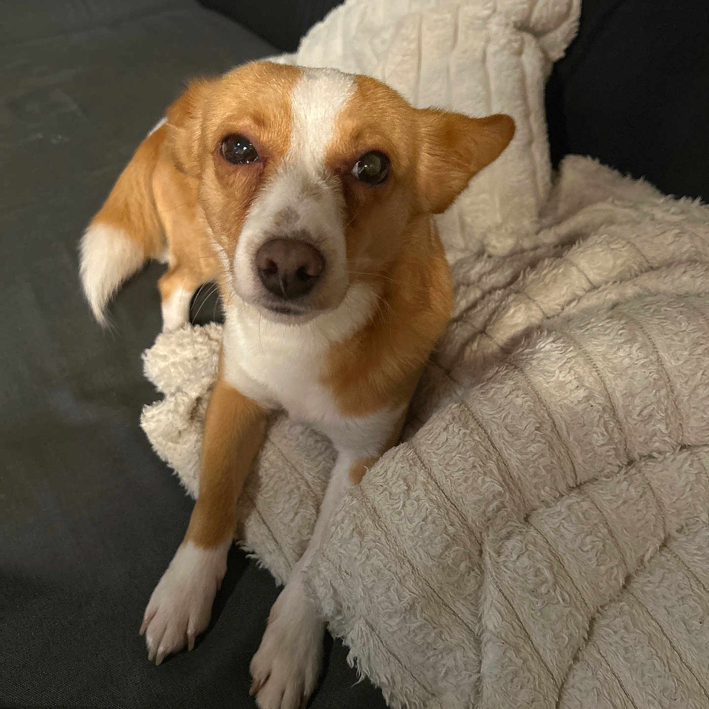 Pedro a rejoint le concours — aidez-le/la à gagner de superbes lots ! animal, blanket, brown_and_white, comfort, companion, cozy, curious, cute, dog, ears, fur, home, indoor, looking_up, paw, pet, relaxed, resting, small_dog, sofa