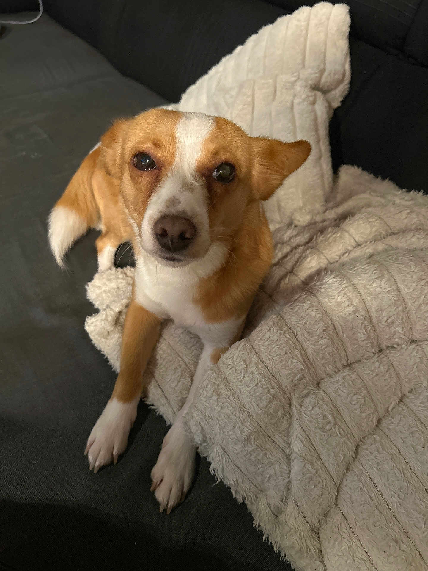 Pedro a rejoint le concours — aidez-le/la à gagner de superbes lots ! dog, small_dog, brown_and_white, blanket, sofa, pet, indoor, cozy, fur, paw, ears, curious, comfort, resting, cute, companion, animal, looking_up, home, relaxed