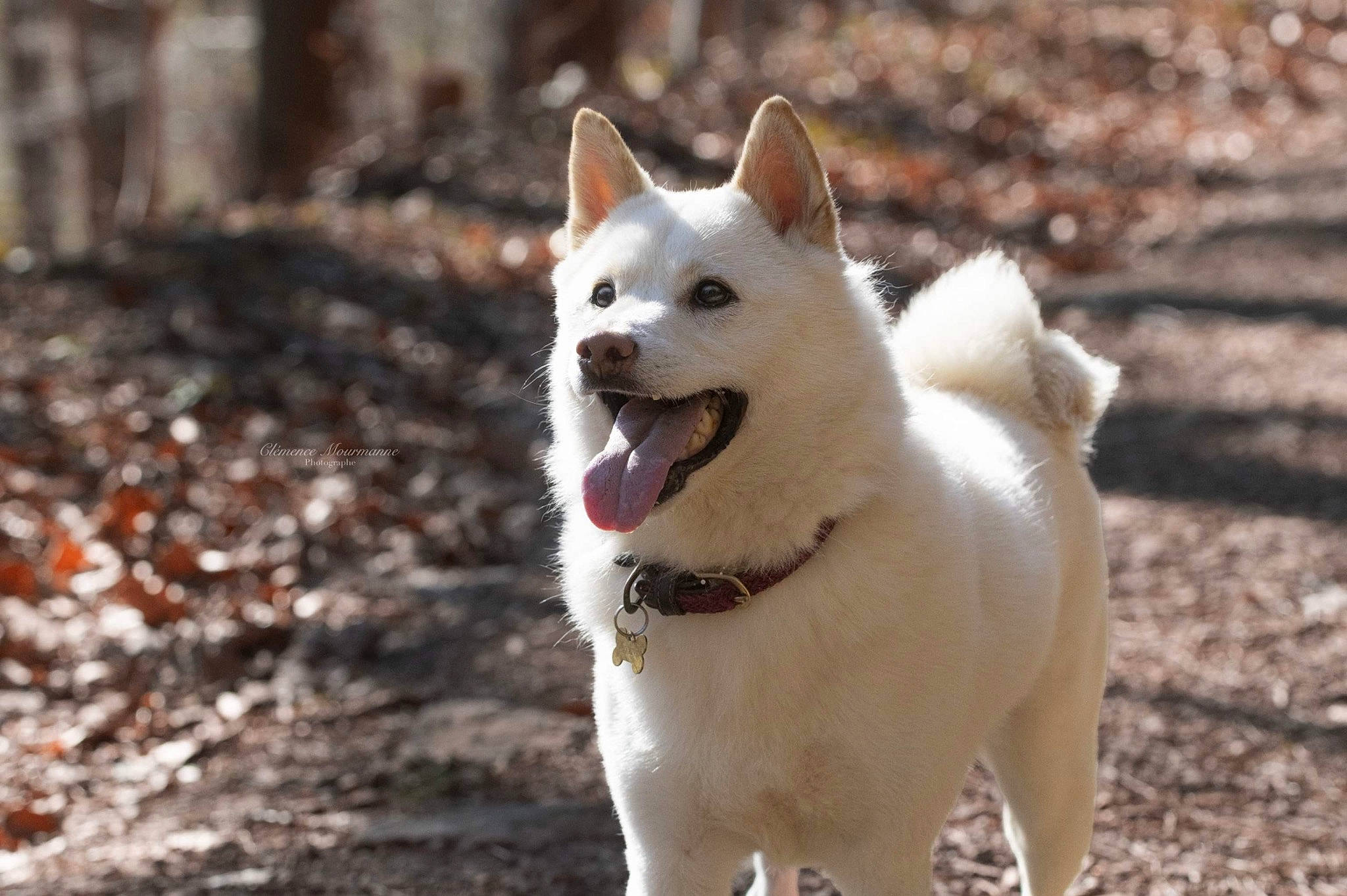 Aslan participe au concours pour gagner de l'argent avec cette photo : ancient_dog_breeds, canidae, carnivore, collar, companion_dog, dog, dog_breed, fur, non_sporting_group, sporting_group, tail, terrestrial_animal, whiskers, working_animal, working_dog