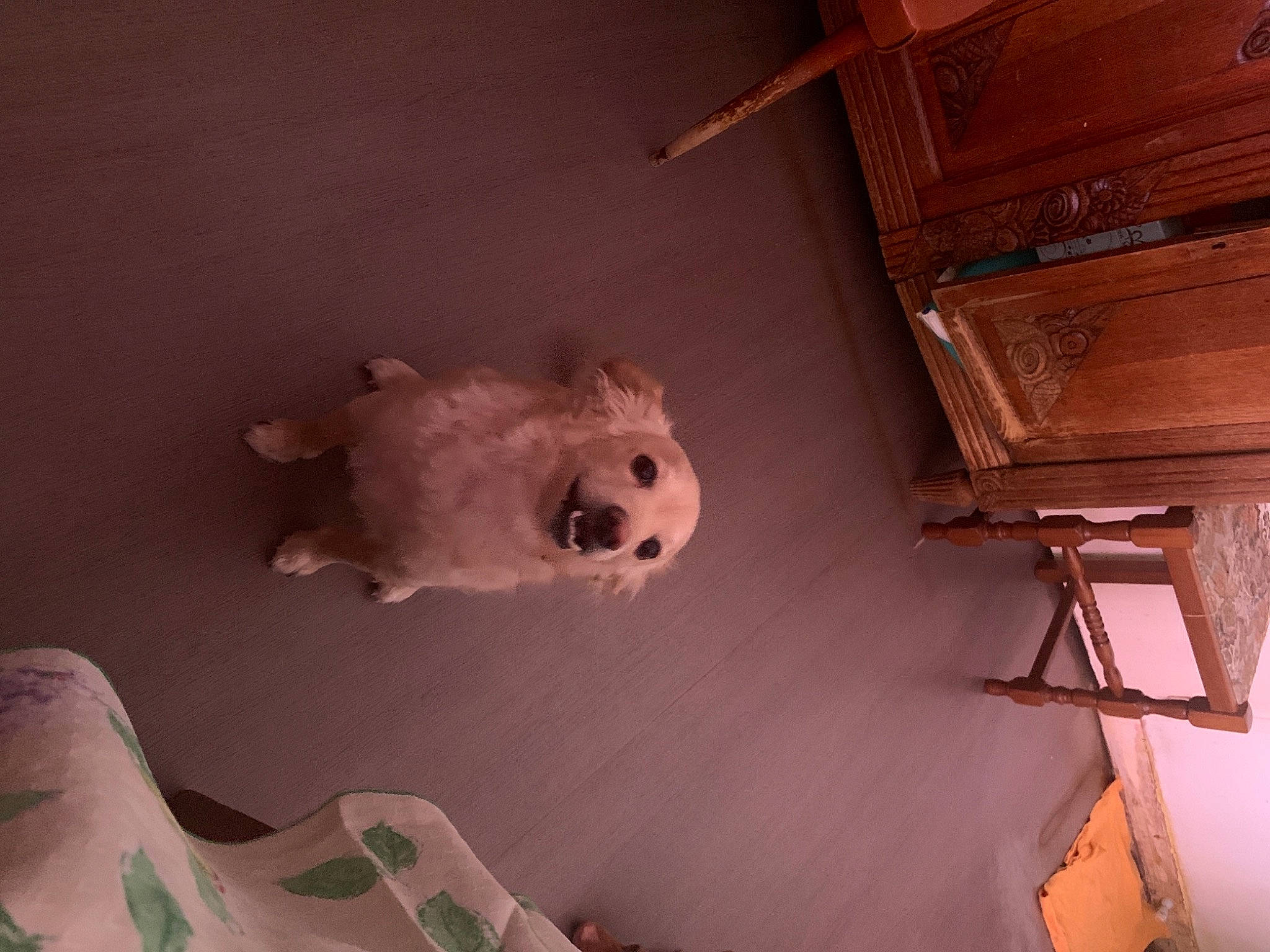 Roxy a rejoint le concours — aidez-le/la à gagner de superbes lots ! art, building, carnivore, ceiling, fawn, flooring, fur, hardwood, house, plaster, small_to_medium_sized_cats, snout, stairs, stuffed_toy, tail, tints_and_shades, toy, whiskers, window, wood