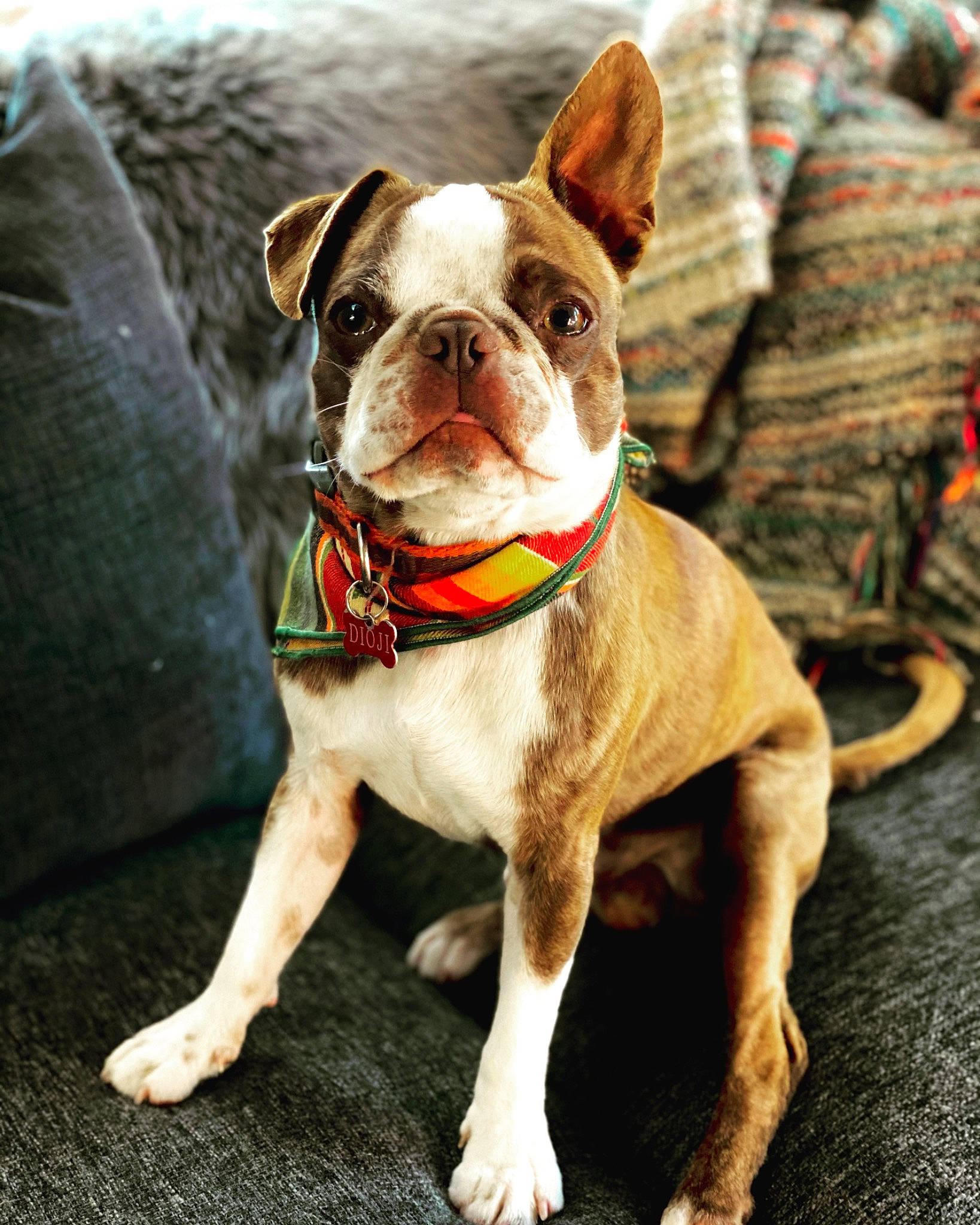Dioji joined the competition — help win amazing prizes! bulldog, canidae, carnivore, collar, companion_dog, dog, dog_breed, dog_collar, dog_supply, fawn, french_bulldog, leash, molosser, pet_supply, snout, sporting_group, whiskers, working_animal, working_dog, wrinkle
