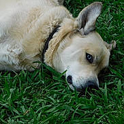 Lincoln is registered to the contest to win money with this photo: animal, blue_eyes, canine, close_up, collar, dog, fur, grass, greenery, lying_down, mammal, nature, outdoor, peaceful, pet, portrait, relaxed, resting, soft_fur, summer