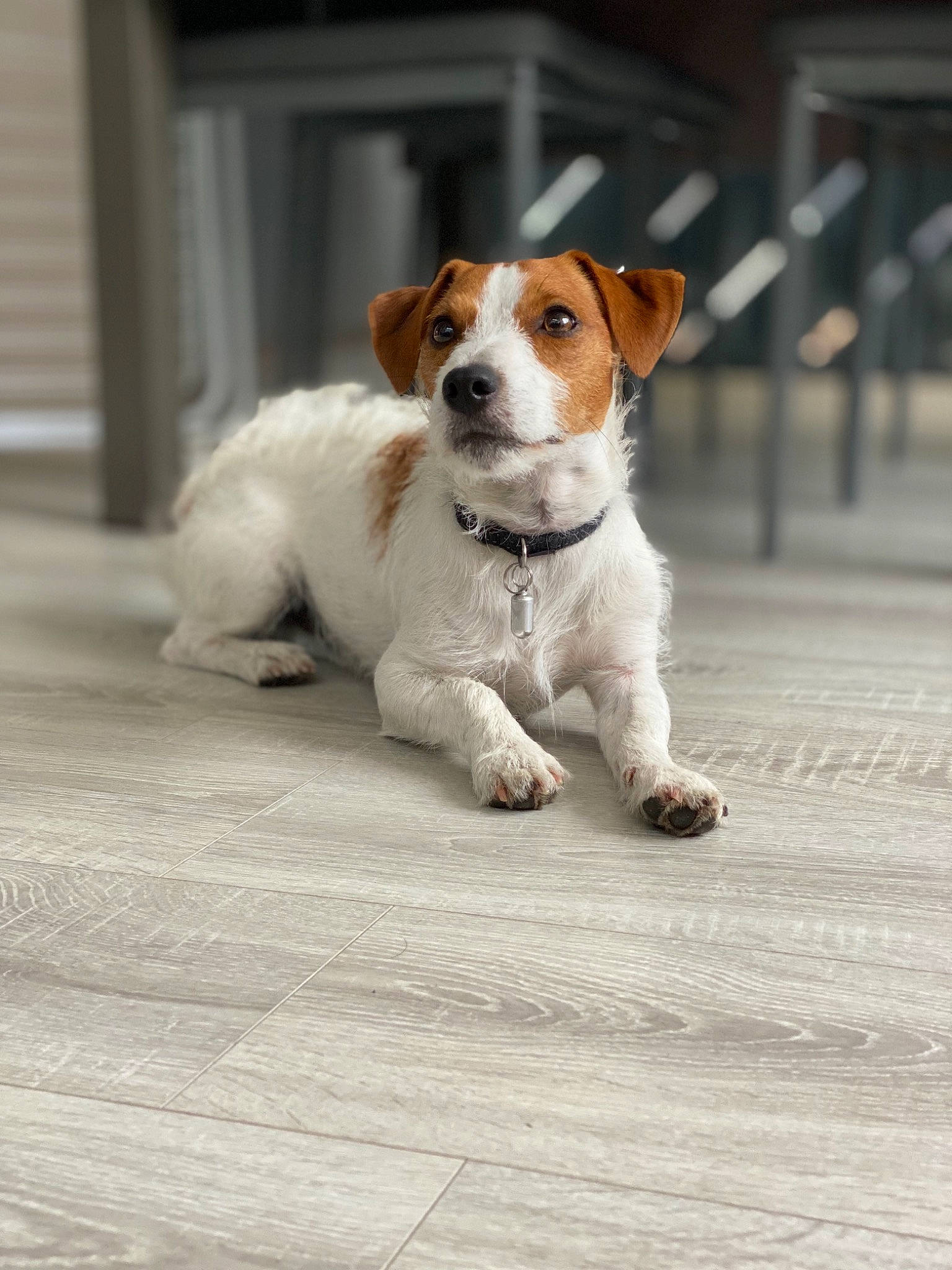Poppy a rejoint le concours — aidez-le/la à gagner de superbes lots ! beagle, canidae, carnivore, companion_dog, dog, dog_breed, irishjacks, jack_russell_terrier, kromfohrlander, mammal, parson_russell_terrier, plummer_terrier, puppy, rare_breed_dog, russell_terrier, snout, sporting_group, terrier, vertebrate