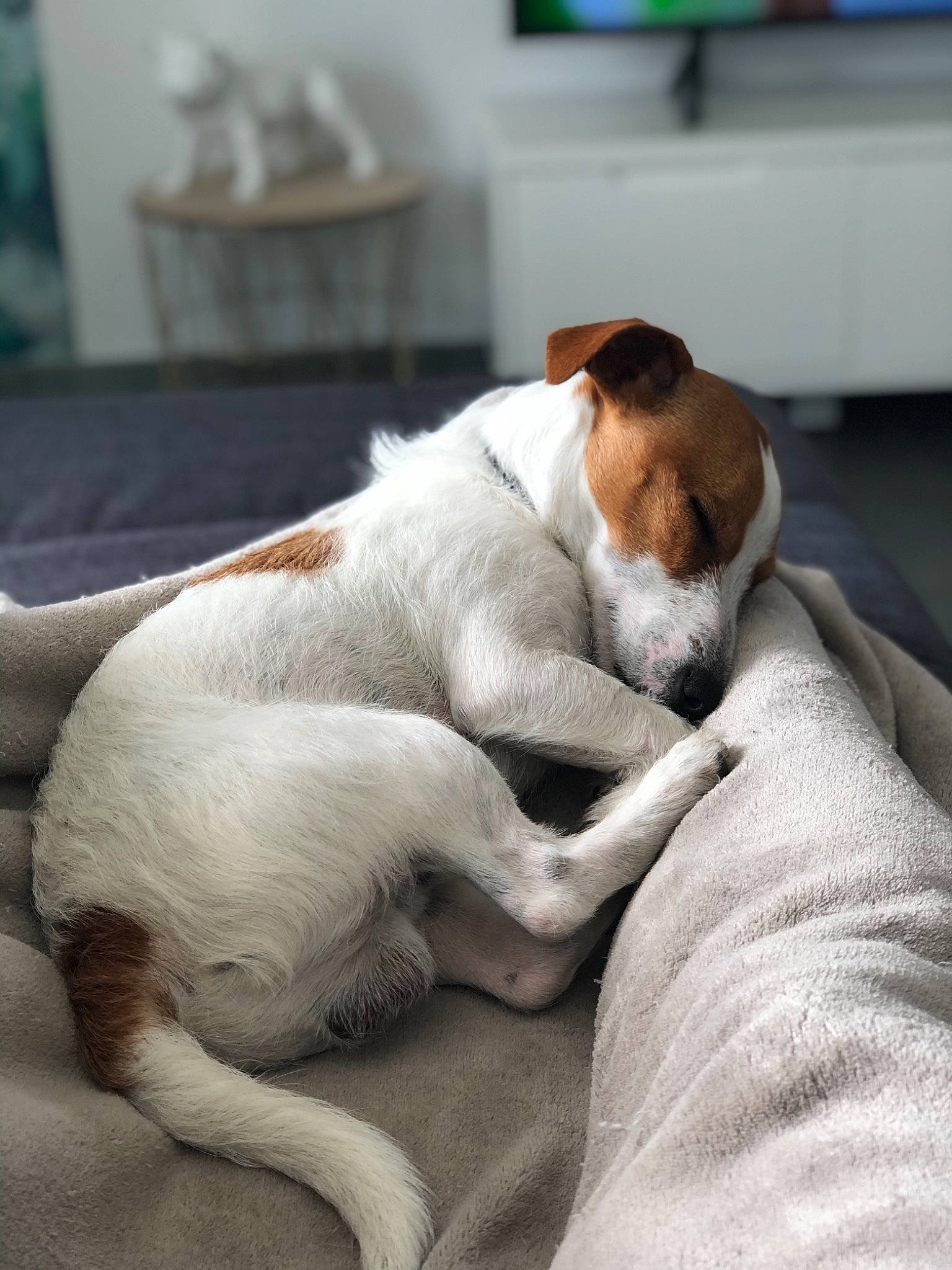 Poppy participe au concours pour gagner de l'argent avec cette photo : beagle, canidae, carnivore, companion_dog, danish_swedish_farmdog, dog, dog_breed, ear, fawn, fox_terrier, jack_russell_terrier, mammal, nap, parson_russell_terrier, puppy, russell_terrier, sleep, smooth_fox_terrier, snout, sporting_group