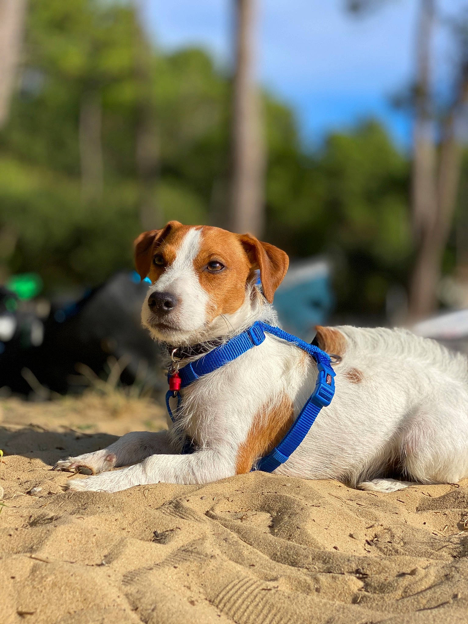 Poppy participe au concours pour gagner de l'argent avec cette photo : beagle, canidae, carnivore, companion_dog, danish_swedish_farmdog, dog, dog_breed, harrier, jack_russell_terrier, leash, mammal, parson_russell_terrier, puppy, russell_terrier, sporting_group, vertebrate