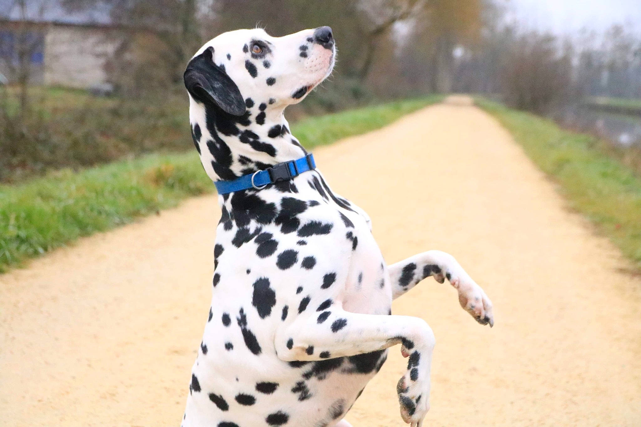 Mango a rejoint le concours — aidez-le/la à gagner de superbes lots ! braque_dauvergne, canidae, carnivore, companion_dog, dalmatian, dog, dog_breed, mammal, non_sporting_group, snout, sporting_group, vertebrate
