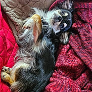 Gaia a rejoint le concours — aidez-le/la à gagner de superbes lots ! animal, beige_blanket, blanket, chihuahua, cozy, cute, dog, ears, face, fur, indoors, long_hair, lying_down, paw, pet, red_blanket, relaxed, sleepy, small_dog, snout