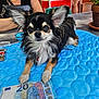 Gaia a rejoint le concours — aidez-le/la à gagner de superbes lots ! 20_euro_note, animal, blue_mat, casual, chihuahua, collar, currency, dog, ears, face, fur, indoor, long_hair, paw, person, pet, plant, sitting, small_dog, table