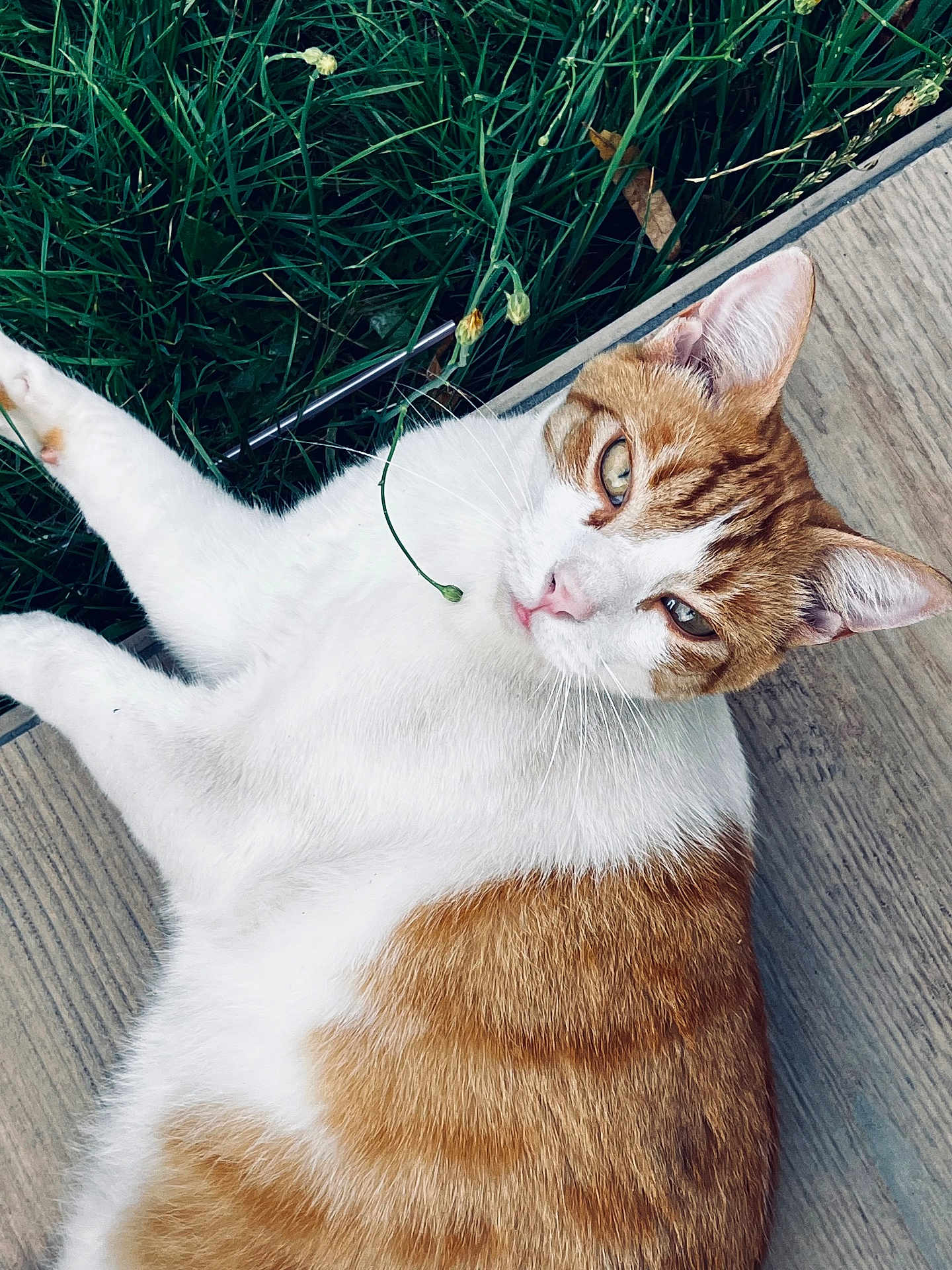 Chilo a rejoint le concours — aidez-le/la à gagner de superbes lots ! animal, cat, closeup, cute, daylight, domestic_cat, ears, fur, ginger_cat, grass, looking, lying_down, mammal, nature, outdoor, pet, relaxed, whiskers, white_cat, wooden_deck