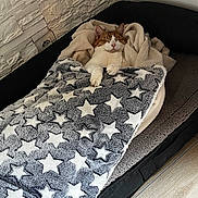 Chilo a rejoint le concours — aidez-le/la à gagner de superbes lots ! animal, bed, blanket, cat, comfort, cozy, cute, domestic, feline, fur, home, indoor, pet_bed, relaxed, resting, sleeping, snuggled, soft, star_pattern, warm