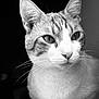 animal, black_and_white, cat, close_up, cute, detailed, domestic, ears, eyes, face, feline, focus, fur, indoor, looking_away, mammal, pet, portrait, soft_light, whiskers