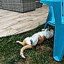 Chilo participe au concours pour gagner de l'argent avec cette photo : animal, backyard, blue_chair, cat, daylight, domestic_animal, feline, grass, greenery, lazy, nature, orange_and_white, outdoor, patio, pet, relaxed, resting, stretching, summer, wicker_sofa