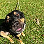 Chase is registered to the contest to win money with this photo: animal, black, canine, close_up, daytime, dog, eyes, fur, grass, happy, nature, nose, outdoor, pet, playful, sitting, sunlight, sunny, tan, tongue