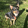 Chase joined the competition — help win amazing prizes! alert, animal, brown, canine, collar, daylight, dog, ears, friendly, fur, grass, leash, muzzle, nature, outdoor, park, pet, shadow, sitting, sunlight