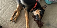 Chase joined the competition — help win amazing prizes! animal, black_and_tan, brown_toy, canine, carpet, casual, clothes, dog, domestic, floor, home, indoor, lying_down, open_suitcase, pajamas, pet, playful, red_collar, relaxed, toy