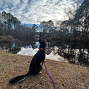 Chase is registered to the contest to win money with this photo: animal, calm, canine, cloudy_sky, collar, daytime, dog, forest, grass, lake, leash, nature, outdoor, park, quiet, reflection, scenic, sitting, trees, water