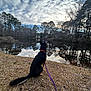 animal, calm, canine, cloudy_sky, collar, daytime, dog, forest, grass, lake, leash, nature, outdoor, park, quiet, reflection, scenic, sitting, trees, water