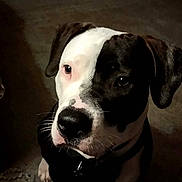 Patch joined the competition — help win amazing prizes! dog, pet, animal, black_and_white, portrait, close_up, indoor, cute, canine, fur, whiskers, ears, collar, looking_up, mammal, companion, friend, domestic, face, expression