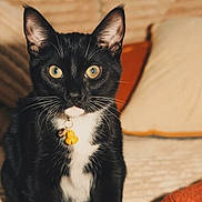 Obi-Wan Kenobi joined the competition — help win amazing prizes! cat, black_and_white, pet, collar, duck_charm, yellow_eyes, indoor, couch, blanket, cozy, fur, animal, whiskers, ears, cute, sitting, domestic_cat, feline, home, relaxed