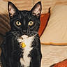 cat, black_and_white, pet, collar, duck_charm, yellow_eyes, indoor, couch, blanket, cozy, fur, animal, whiskers, ears, cute, sitting, domestic_cat, feline, home, relaxed