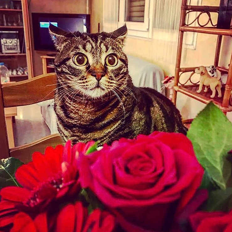 Fidji a rejoint le concours — aidez-le/la à gagner de superbes lots ! american_shorthair, asian, carnivore, cat, domestic_short_haired_cat, european_shorthair, felidae, flower, fur, kitten, love, pink, plant, rose, rose_family, small_to_medium_sized_cats, tabby_cat, whiskers