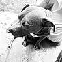 Presious joined the competition — help win amazing prizes! dog, pet, animal, black_and_white, tattoo, person, floor, shoe, leaf, casual, sitting, closeup, outdoor, pavement, fur, companion, portrait, quiet, relaxed, attentive