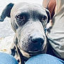 Presious joined the competition — help win amazing prizes! dog, close_up, gray_coat, pet, animal, knees, jeans, person, tattoo, arm, white_shirt, outdoor, companion, cute, friendly, portrait, resting, expression, bond, loyal