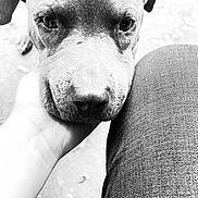 Presious joined the competition — help win amazing prizes! dog, close_up, black_and_white, pet, animal, face, hand, jeans, texture, outdoor, compassion, friendship, canine, fur, eyes, portrait, resting, human, comfort, affection