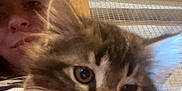 Simba is registered to the contest to win money with this photo: kitten, cat, pet, close_up, indoor, person, cap, arm, fur, face, resting, wooden_ceiling, mesh_window, homely, cute, animal, young_cat, domestic, feline, cozy