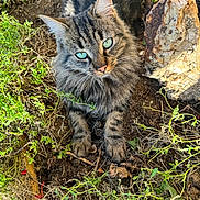 Bella participe au concours pour gagner de l'argent avec cette photo : animal, cat, flower, geranium, grass, herbal, herbs, kitten, leaf, manx, nature, outdoors, pet, plant, pottedplant, rock, slate, soil, tree, vegetation