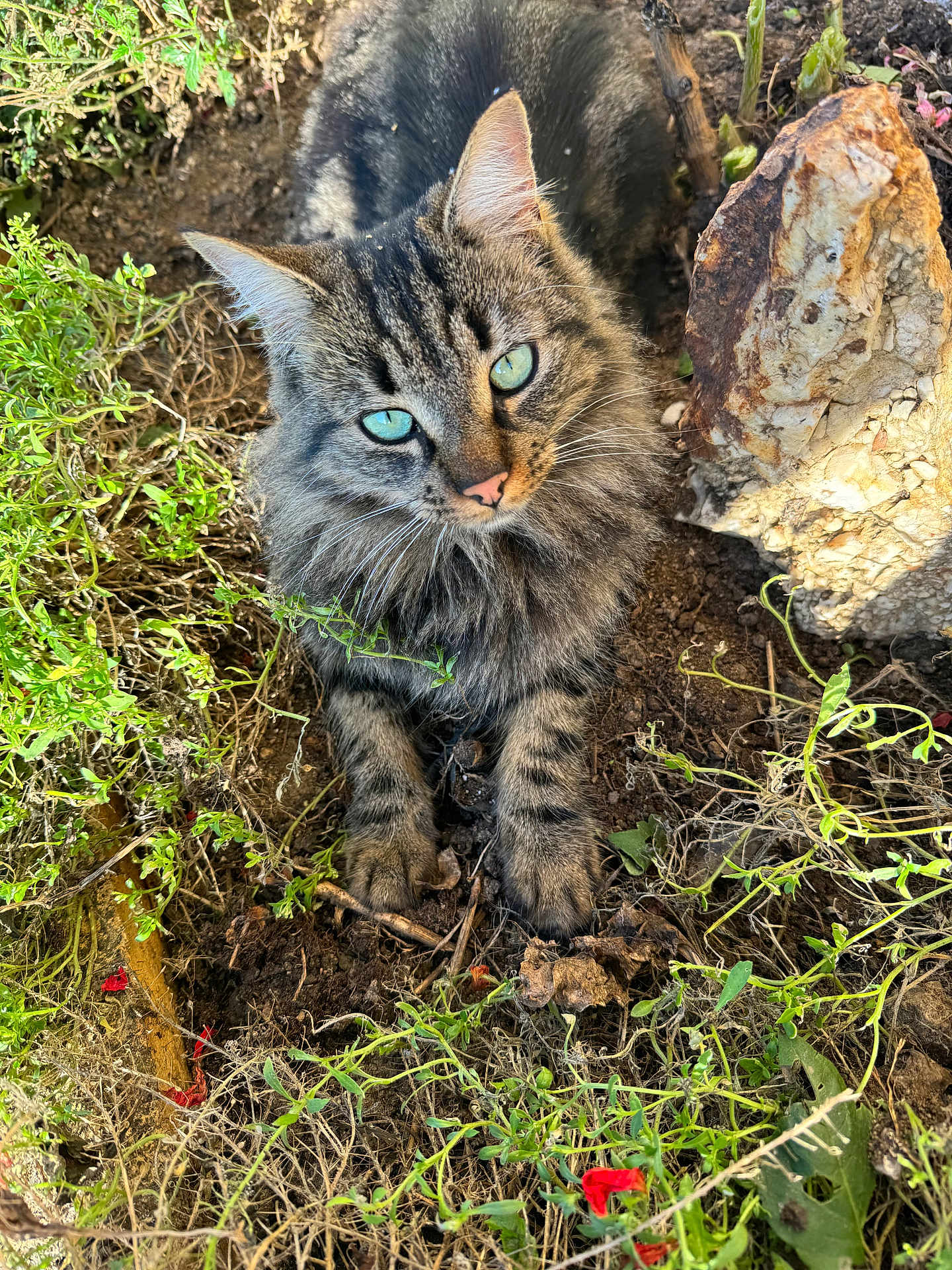 Bella participe au concours pour gagner de l'argent avec cette photo : animal, cat, flower, geranium, grass, herbal, herbs, kitten, leaf, manx, nature, outdoors, pet, plant, pottedplant, rock, slate, soil, tree, vegetation