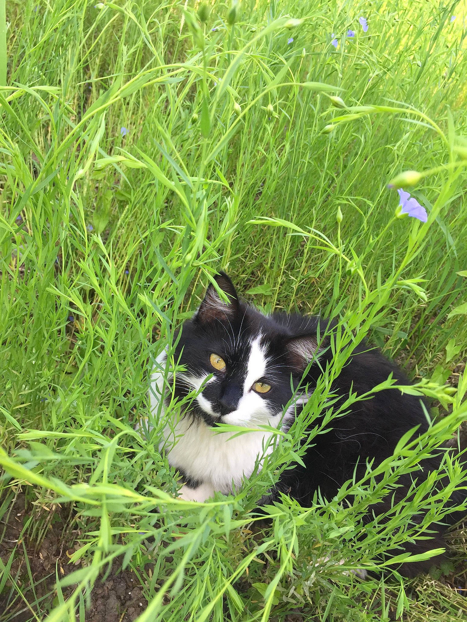 Latpuffe participe au concours pour gagner de l'argent avec cette photo : carnivore, cat, domestic_short_haired_cat, felidae, fur, grass, grass_family, grassland, groundcover, herbaceous_plant, lawn, meadow, natural_landscape, plant, small_to_medium_sized_cats, tail, terrestrial_animal, terrestrial_plant, vegetation, whiskers