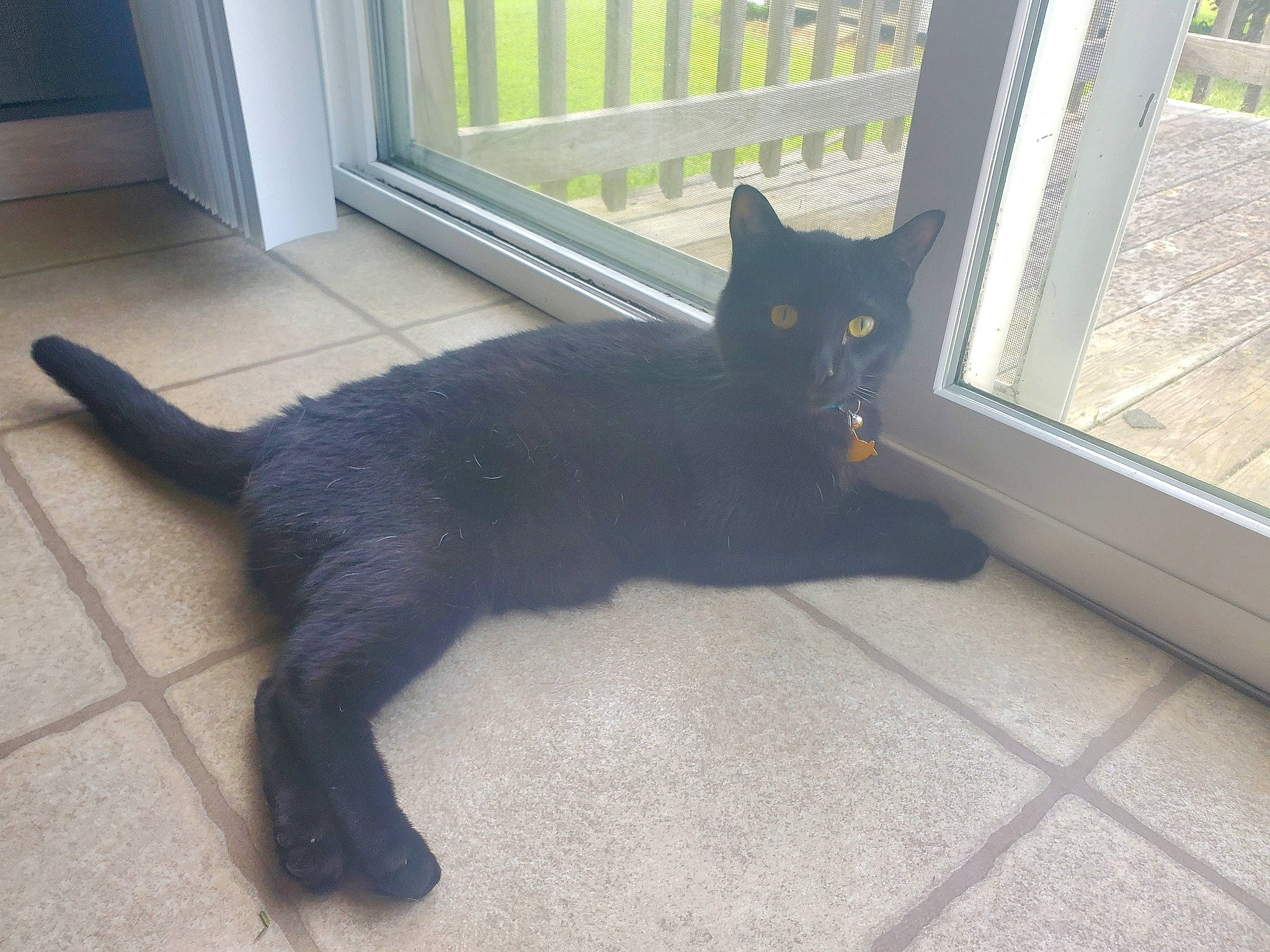 Ryu is registered to the contest to win money with this photo: asian, black, black_cat, bombay, carnivore, cat, domestic_short_haired_cat, european_shorthair, felidae, floor, flooring, fur, hardwood, korat, polydactyl_cat, small_to_medium_sized_cats, square, tail, whiskers, window