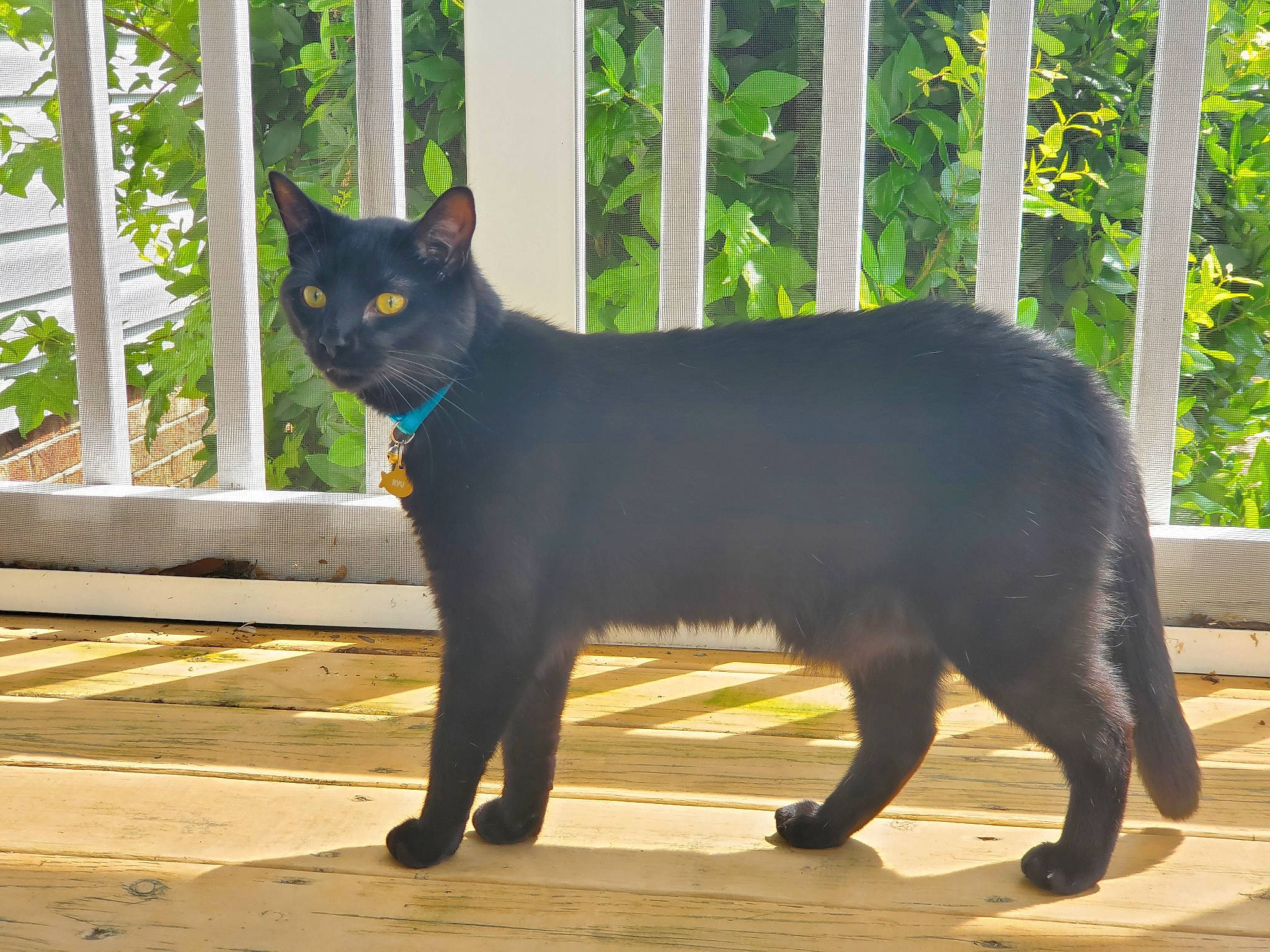 Ryu joined the competition — help win amazing prizes! asian, black_cat, bombay, british_shorthair, burmese, carnivore, cat, chartreux, domestic_short_haired_cat, felidae, havana_brown, korat, mammal, russian_blue, small_to_medium_sized_cats, snout, tail, vertebrate, whiskers