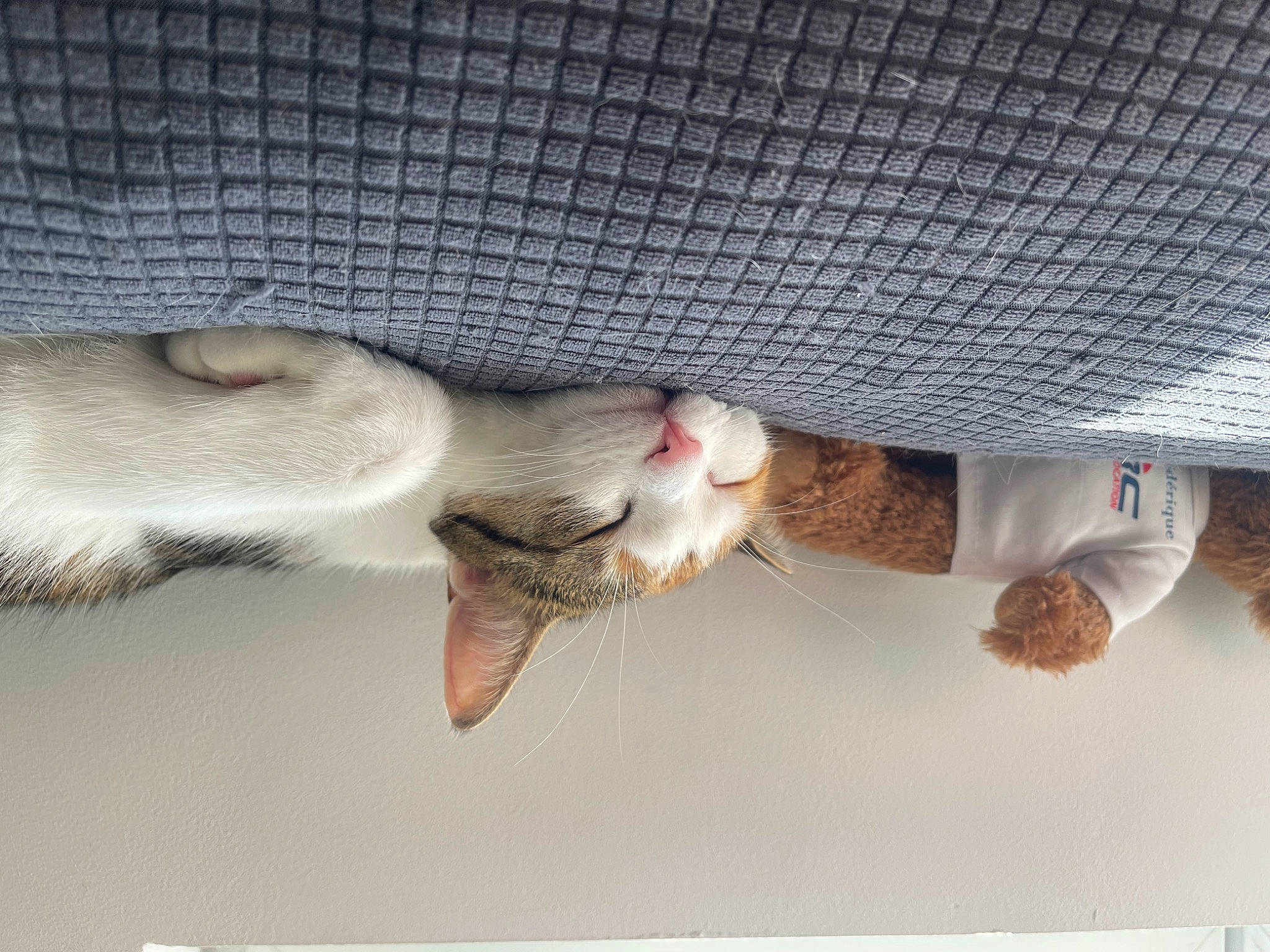 Maze a rejoint le concours — aidez-le/la à gagner de superbes lots ! beak, carnivore, cat, claw, comfort, couch, fawn, feather, felidae, gesture, grey, linens, paw, small_to_medium_sized_cats, snout, stuffed_toy, tail, vertebrate, whiskers, wing