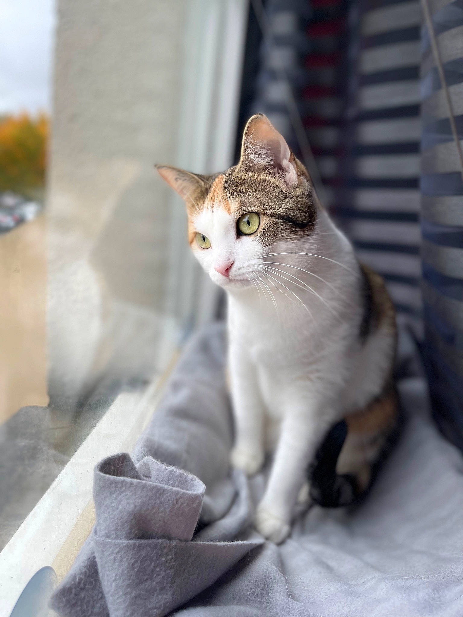 Maze participe au concours pour gagner de l'argent avec cette photo : carnivore, cat, comfort, concrete, domestic_short_haired_cat, eye, fawn, felidae, fur, grey, paw, road_surface, sitting, small_to_medium_sized_cats, snout, tail, tree, whiskers