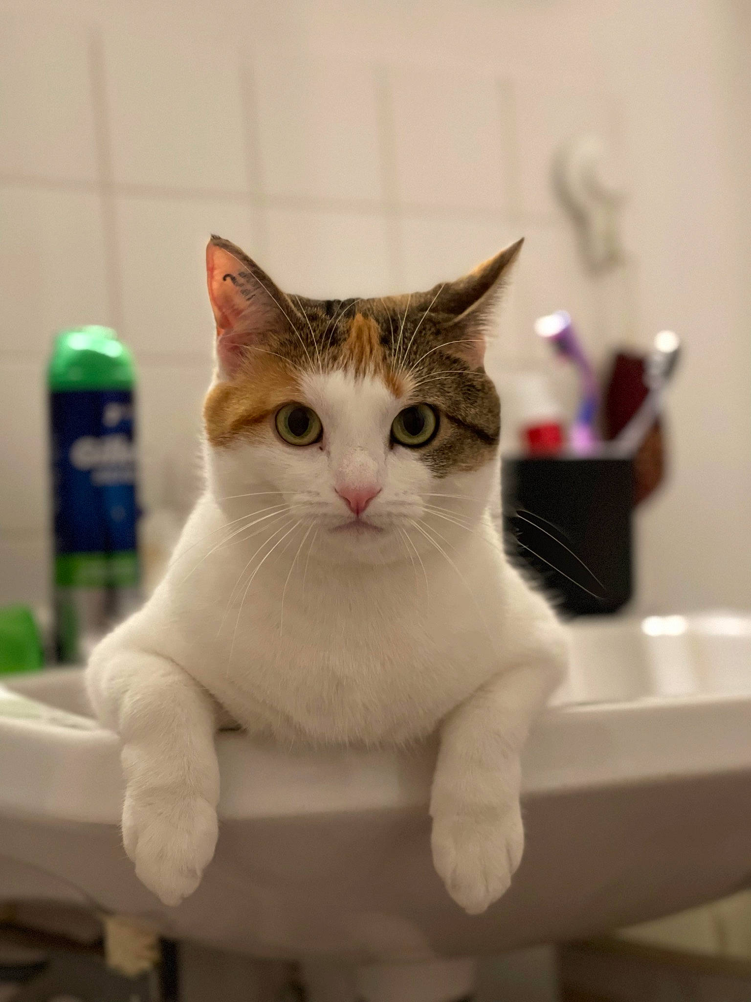 Maze a rejoint le concours — aidez-le/la à gagner de superbes lots ! bathtub, carnivore, cat, close_up, domestic_short_haired_cat, eye, fawn, felidae, fur, head, paw, pet_supply, small_to_medium_sized_cats, snout, tail, terrestrial_animal, water_bottle, whiskers