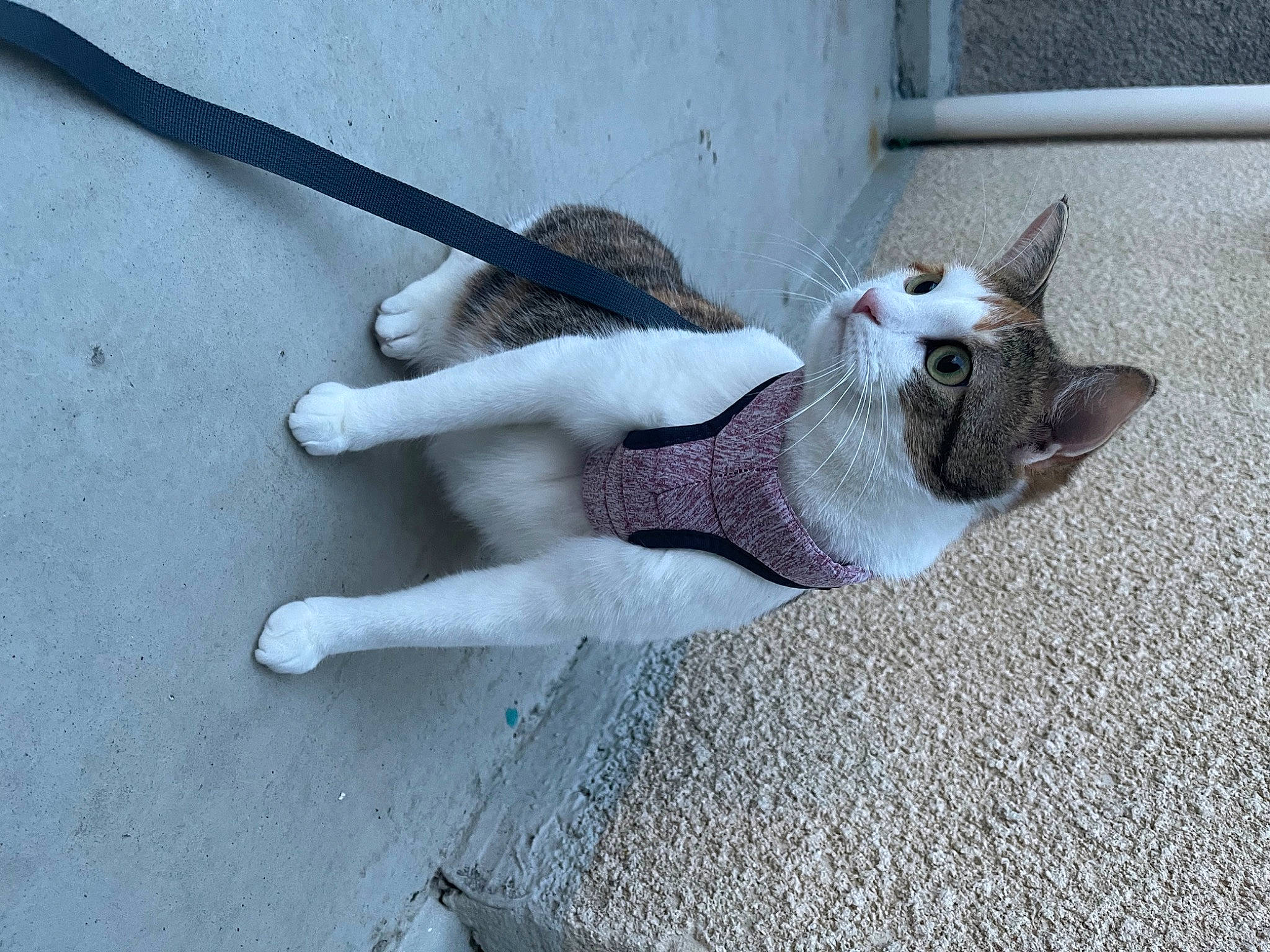 Maze participe au concours pour gagner de l'argent avec cette photo : asphalt, canidae, carnivore, cat, collar, dog_breed, domestic_short_haired_cat, fawn, felidae, fur, grey, paw, pet_supply, road_surface, sidewalk, small_to_medium_sized_cats, snout, sporting_group, tail, whiskers