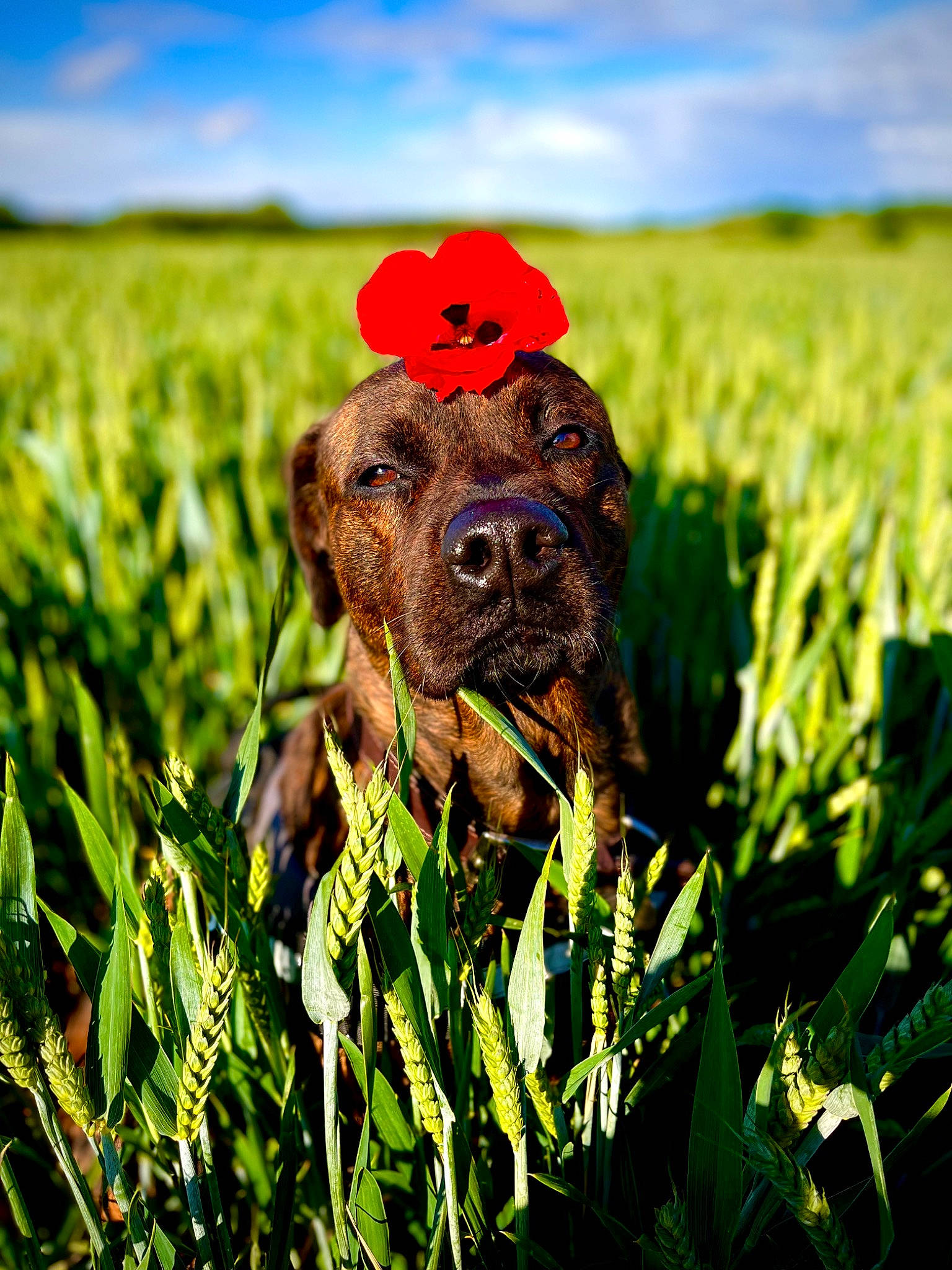 Tess is registered to the contest to win money with this photo: agriculture, carnivore, cloud, companion_dog, dog, dog_breed, fawn, grass, grassland, gun_dog, happy, liver, meadow, people_in_nature, plant, prairie, rural_area, sky, snout, working_animal