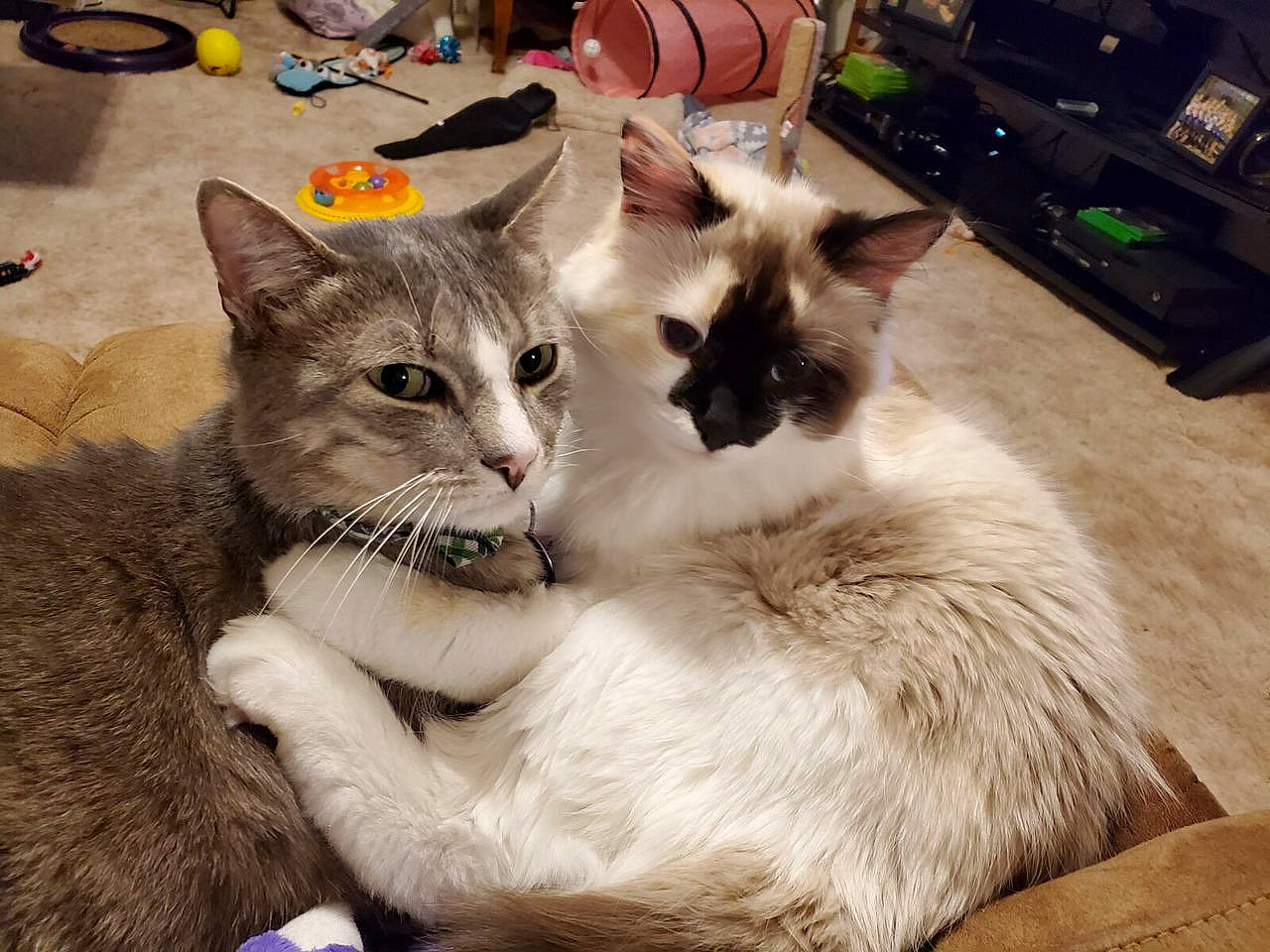 Pippa Sneaks is registered to the contest to win money with this photo: balinese, box, carnivore, cat, cat_furniture, cat_supply, claw, comfort, domestic_short_haired_cat, fawn, felidae, fur, kitchen_appliance, paw, photo_caption, small_to_medium_sized_cats, snout, tail, thai, whiskers