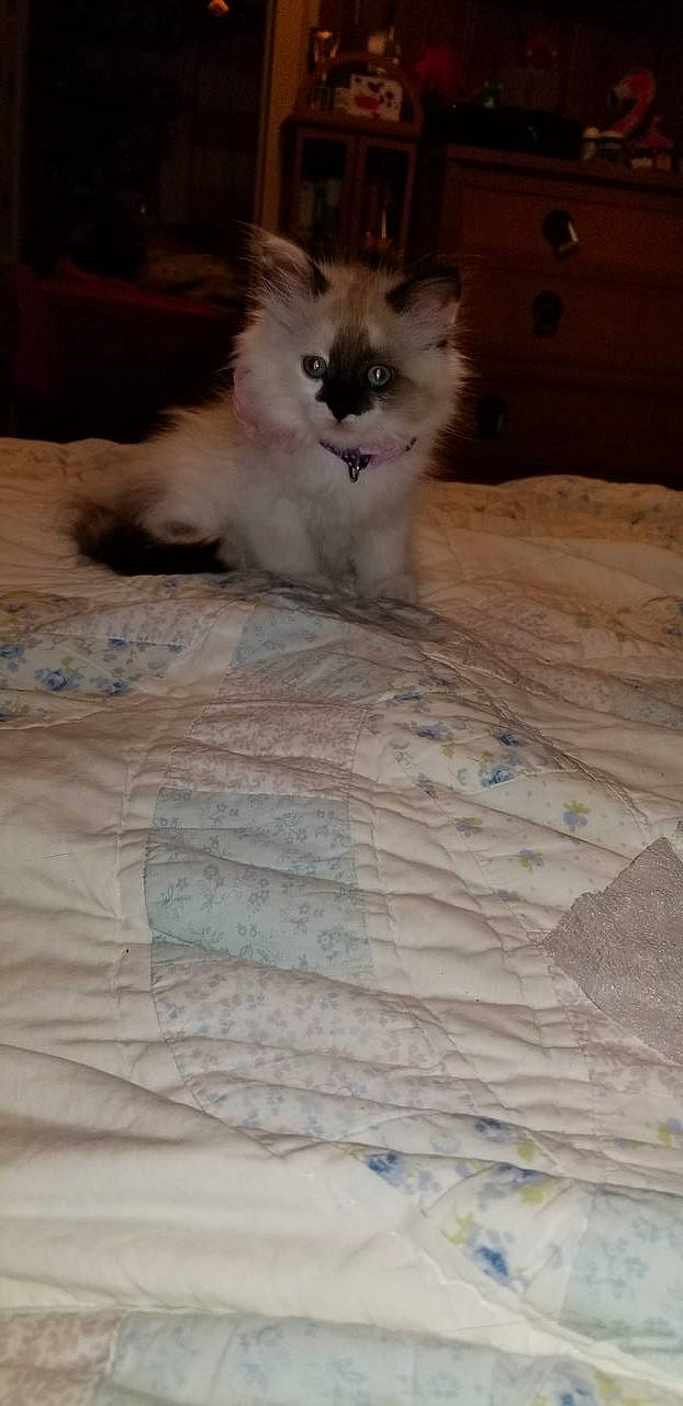 Pippa Sneaks is registered to the contest to win money with this photo: carnivore, cat, claw, comfort, companion_dog, dog_breed, fawn, felidae, flooring, fur, hardwood, paw, ragdoll, small_to_medium_sized_cats, tail, terrestrial_animal, whiskers, wood