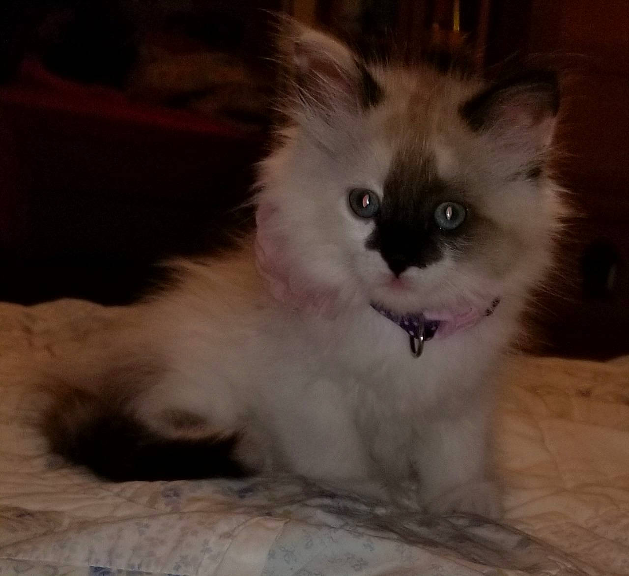 Pippa Sneaks joined the competition — help win amazing prizes! balinese, birman, carnivore, cat, claw, companion_dog, eye, fawn, felidae, fur, head, iris, paw, ragdoll, siamese, small_to_medium_sized_cats, snout, tail, terrestrial_animal, whiskers