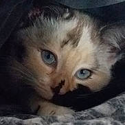 Nougatine participe au concours pour gagner de l'argent avec cette photo : cat, blue_eyes, close_up, feline, fur, whiskers, cozy, blanket, resting, animal, pet, cute, domestic_animal, face, portrait, indoor, soft, warm, sleepy, mammal