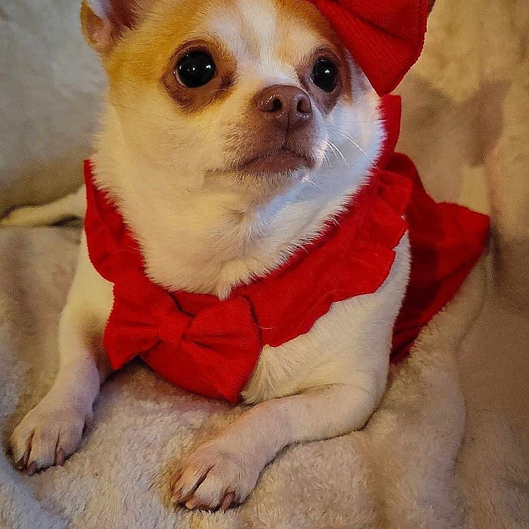 Pumpkin joined the competition — help win amazing prizes! accessories, animal, bowtie, bulldog, canine, chihuahua, clothing, costume, dog, face, formalwear, frenchbulldog, head, person, pet, photography, portrait, puppy, tie, whitedog