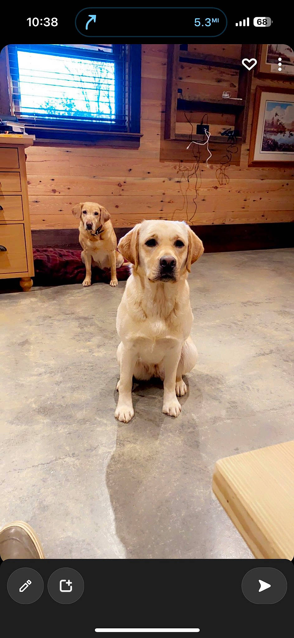 Sissi is registered to the contest to win money with this photo: blue, cabinetry, carnivore, chest_of_drawers, collar, companion_dog, dog, dog_breed, dog_supply, drawer, fawn, floor, flooring, hardwood, pet_supply, picture_frame, snout, window, wood, working_animal