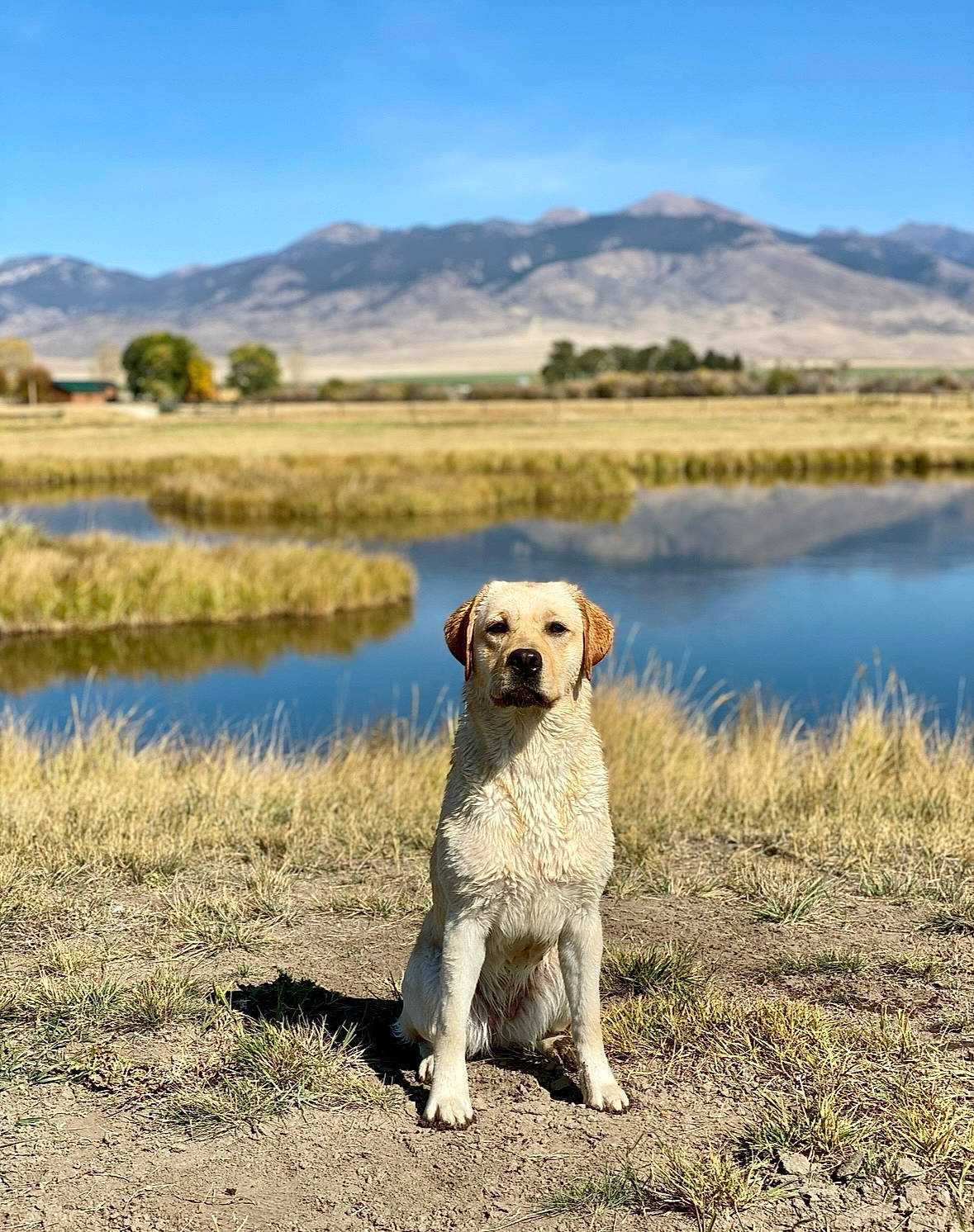 Sissi joined the competition — help win amazing prizes! canidae, carnivore, cloud, companion_dog, dog, dog_breed, fawn, grass, grassland, hill, horizon, lake, landscape, mountain, natural_landscape, plant, sky, tail, water, wildlife